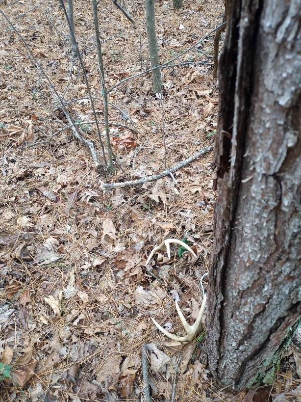 Could this be a buck ??